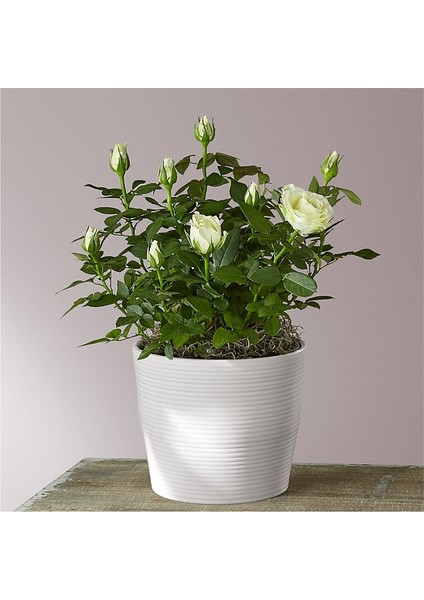Mini Gül – Minyatür Saksı Gülü Beyaz modelleri