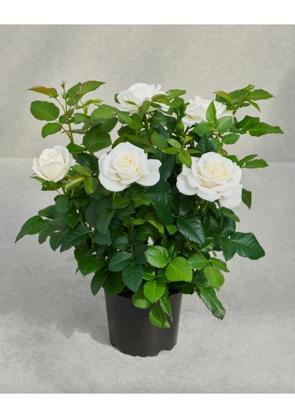 Mini Gül – Minyatür Saksı Gülü Beyaz fırsatları