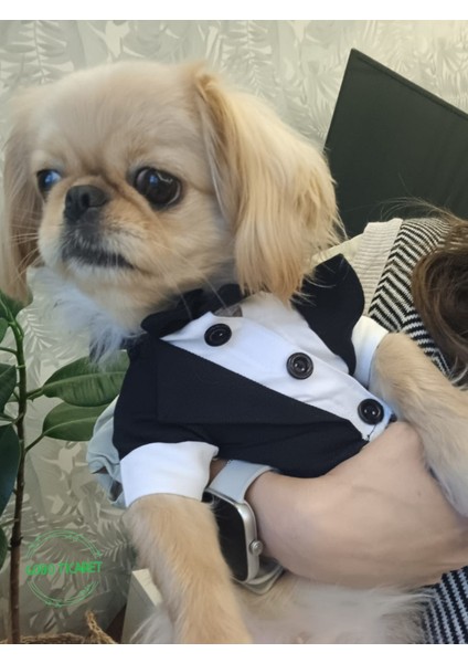 Siyah Papyonlu Smokin Damatlık Kedi ve Köpek Elbisesi Kıyafeti Takım Elbise