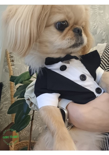 Siyah Papyonlu Smokin Damatlık Kedi ve Köpek Elbisesi Kıyafeti Takım Elbise