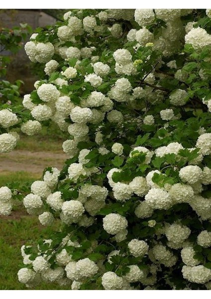 Saksılı Kartopu Çiçeği Fidanı 40-60 cm Viburnum