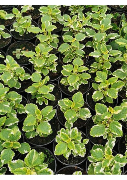 Aromatik Kokulu Benjamin Çiçeği 1 Adet Saksılı (Plectranthus Forsteri)