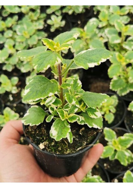 Aromatik Kokulu Benjamin Çiçeği 1 Adet Saksılı (Plectranthus Forsteri)