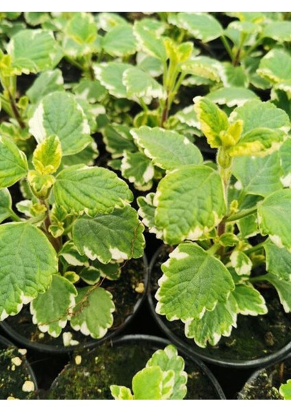 Aromatik Kokulu Benjamin Çiçeği 1 Adet Saksılı (Plectranthus Forsteri)