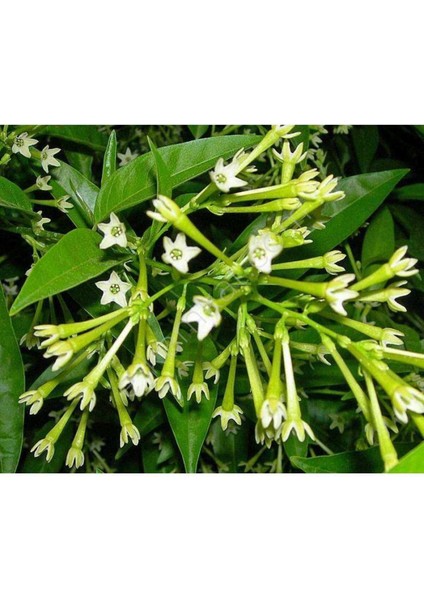 Gece Sefası Limon Çiçeği Melisa (Torbalı)3Adet