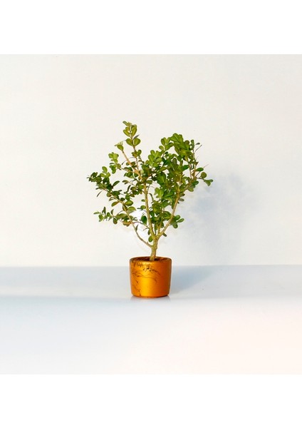 Bonsai Buxus Turuncu Saksıda 3 Adet