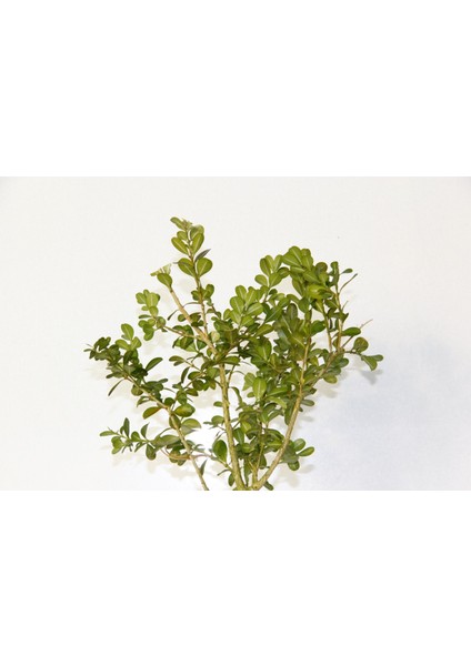 Bonsai Buxus Turuncu Saksıda 3 Adet fırsatları
