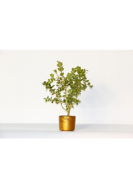 Bonsai Buxus Turuncu Saksıda 2 Adet fiyatları