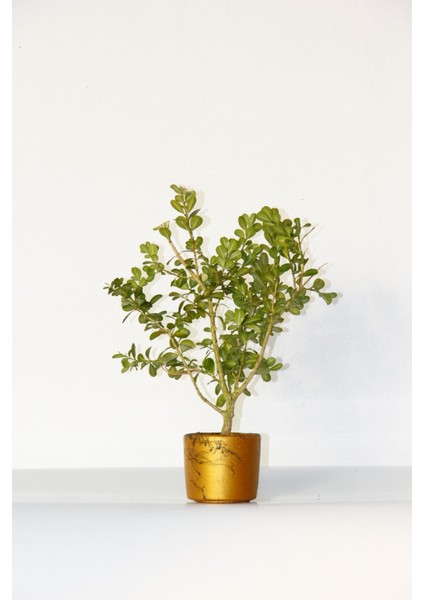 Bonsai Buxus Turuncu Saksıda 2 Adet modelleri