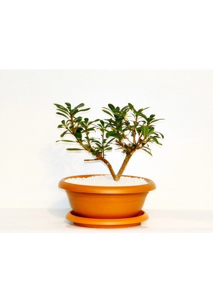 Bonsai Yıldız Çalısı Pitosporum Kiremit Saksıda