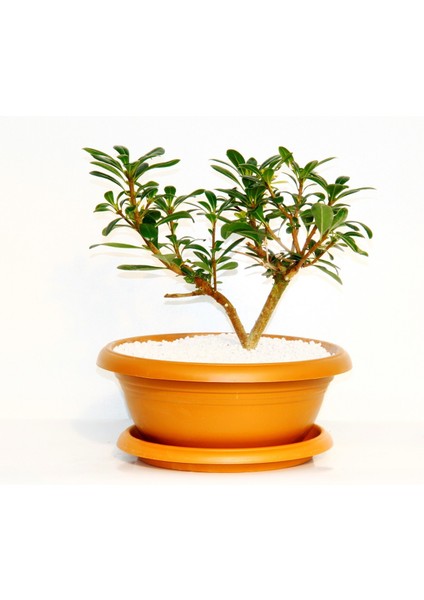 Bonsai Yıldız Çalısı Pitosporum Kiremit Saksıda