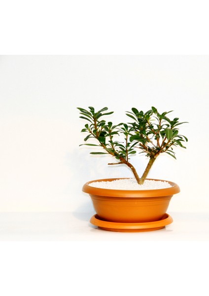 Bonsai Yıldız Çalısı Pitosporum Kiremit Saksıda
