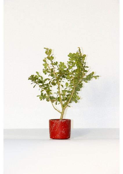 Bonsai Buxus Kırmızı Saksıda 3 Adet fırsatları