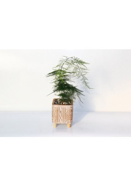 Asparagus – Tül Kuşkonmaz Bronz Saksıda 2 Adet