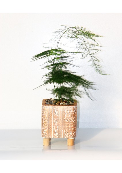 Asparagus – Tül Kuşkonmaz Bronz Saksıda 2 Adet