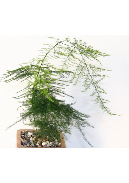 Asparagus – Tül Kuşkonmaz Bronz Saksıda 2 Adet