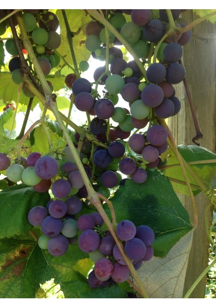 Kokulu Laz Üzümü (Izabella) Fidanı 2 Yaş Tüplü fiyatları