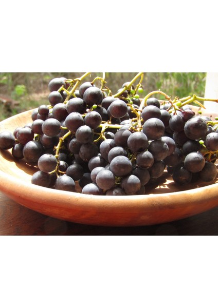 Kokulu Laz Üzümü (Izabella) Fidanı 2 Yaş Tüplü modelleri