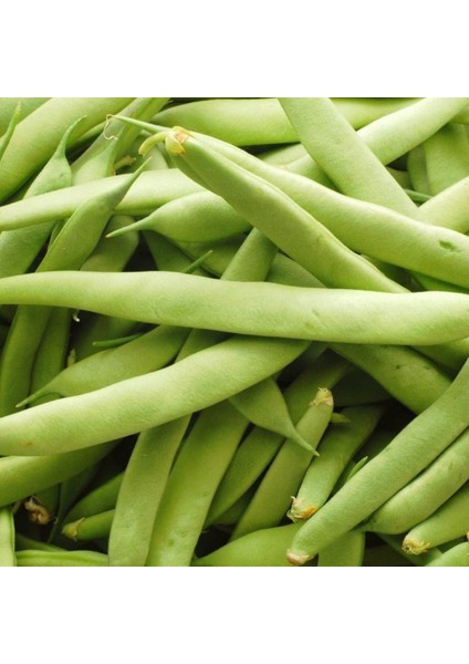 Bourgondia Oturak Taze Fasülye Tohumu 1 kg