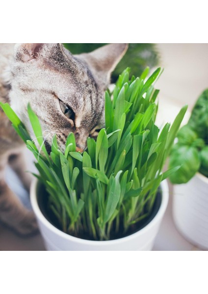 Kedi Çimi 12 cm'lik Saksıda