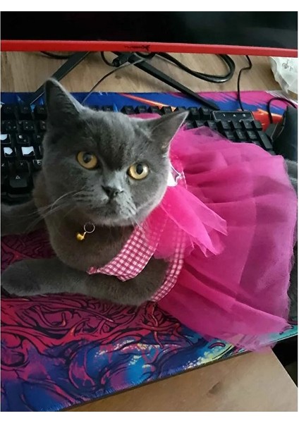 Pembe Kareli Yıldızlı Tüllü Kedi Köpek Kıyafeti Elbisesi
