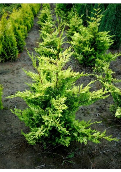 leylandii Gold Rider Sarı Leylandi Aşılı 80-100 cm boy Saksıda