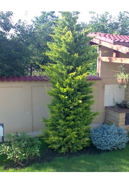 leylandii Gold Rider Sarı Leylandi Aşılı 80-100 cm boy Saksıda fiyatları