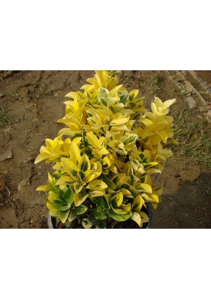 Altuni Taflan (20-30 cm boy