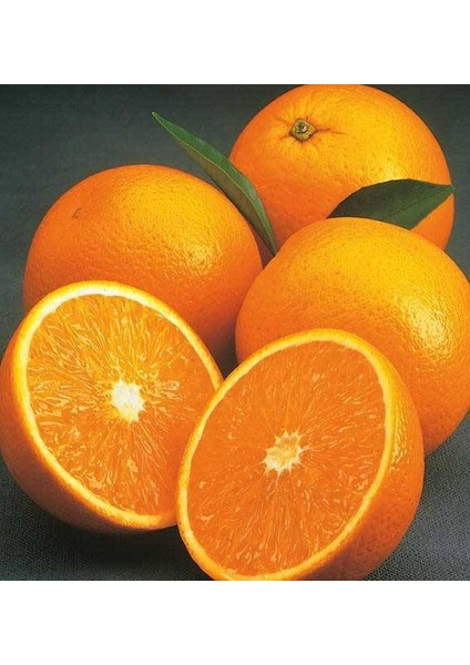 3 Yaş Washıngton Portakal Fidanı