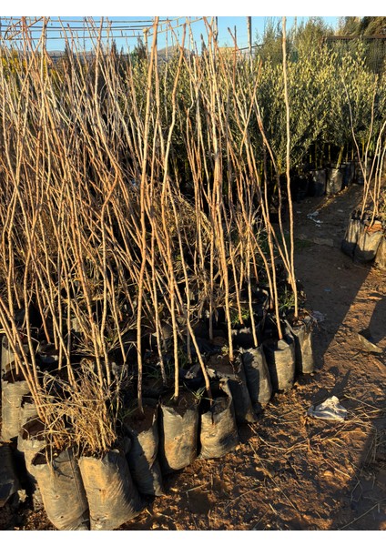 1 Adet Antep Fıstığı Fidanı 2 Yaş Kalın Gövde 90-100 cm
