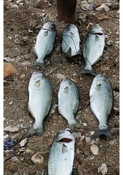 Shore Pro 40G - Palamut Lüfer Levrek Turna Için Jig Yem