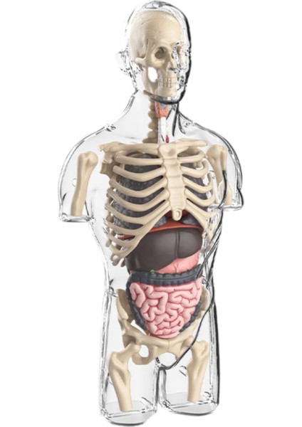 Çocuklar Için I Vücut Model Kitleri Öğ I Için Sınıf (Yurt Dışından)