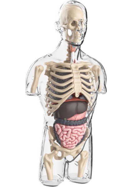Çocuklar Için I Vücut Model Kitleri Öğ I Için Sınıf (Yurt Dışından) fiyatları