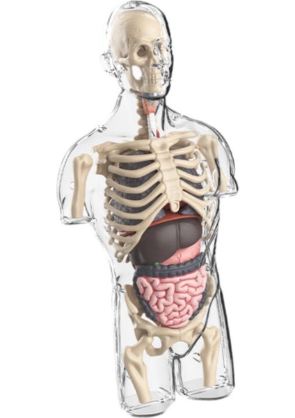 Çocuklar Için I Vücut Model Kitleri Öğ I Için Sınıf (Yurt Dışından) indirimleri