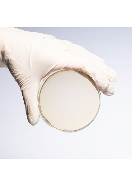 Hazır Chromogenıc Campylobacter Besiyeri