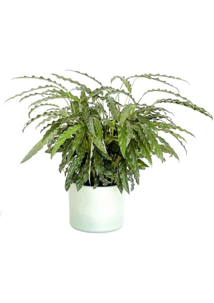 Kalatya-Calathea Rufibarba Green Yeşil Ruby Saksılı 60- 80 cm