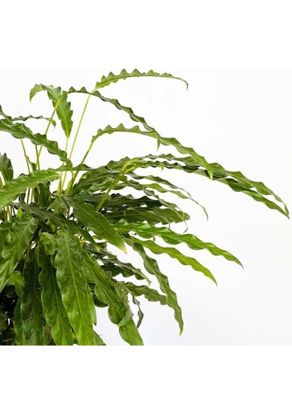 Kalatya-Calathea Rufibarba Green Yeşil Ruby Saksılı 60- 80 cm