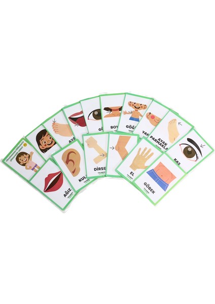 The Grade 2-6 Yaş Yaz-Sil Vücut Bölümleri.eğitici Aktivite Kartları.eğitici Set (32 Sayfa-12,5 cm x 10,5 Cm) fiyatları