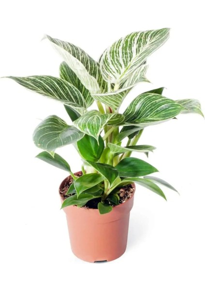Philodendron White Measure 'birkin' - Beyaz Philodendron - Ev Ofis Salon Iç Mekan Bitkisi