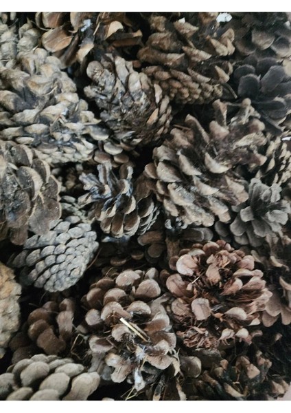Kırık Çıra Kozalağı 250 Gram Tutuşturucu Mangal Kozalak Ahşap Doğal Kozalak