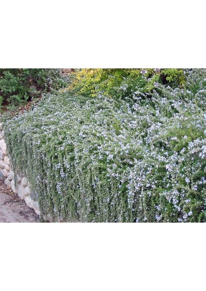 Yayılıcı Biberiye (Rosmarinus Officinalis Prostratus 2 Adet fiyatları