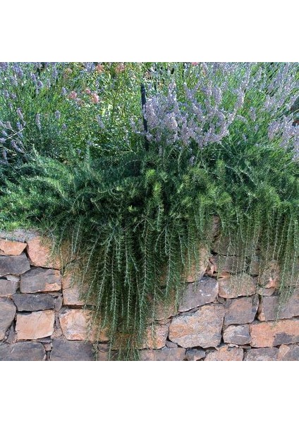 Yayılıcı Biberiye (Rosmarinus Officinalis Prostratus 2 Adet modelleri