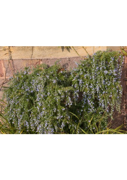 Yayılıcı Biberiye (Rosmarinus Officinalis Prostratus 2 Adet fırsatları
