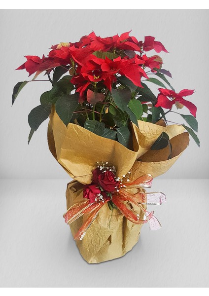 Saksıda Ponsetya(Atatürk Çiçeği)