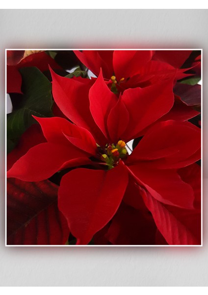 Saksıda Ponsetya(Atatürk Çiçeği) modelleri