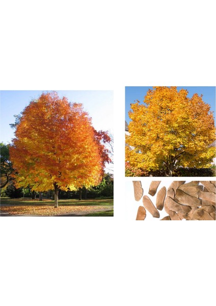 Çınar Yapraklı Akçaağaç Tohumu 20 Adet - Acer Platanoides