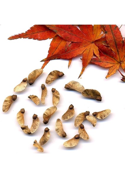 Kırmızı Japon Akçaağacı Tohumu 20 Adet ( Acer Palmatum ) modelleri