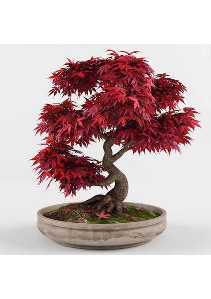 Kırmızı Japon Akçaağacı Tohumu 20 Adet ( Acer Palmatum ) fırsatları