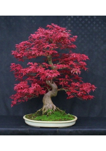 Kırmızı Japon Akçaağacı Tohumu 20 Adet ( Acer Palmatum ) indirimleri