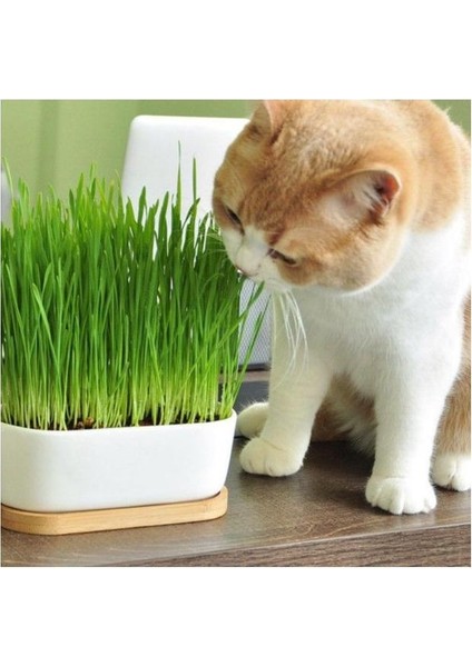 Cat Grass Fileli Doğal Kedi Çimi Kiti 2 Adet